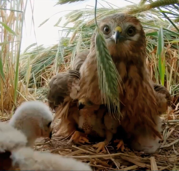 Urpa Arpella cendrosa trailer.WEB